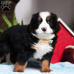 TJ, Bernese Mountain Dog Puppy